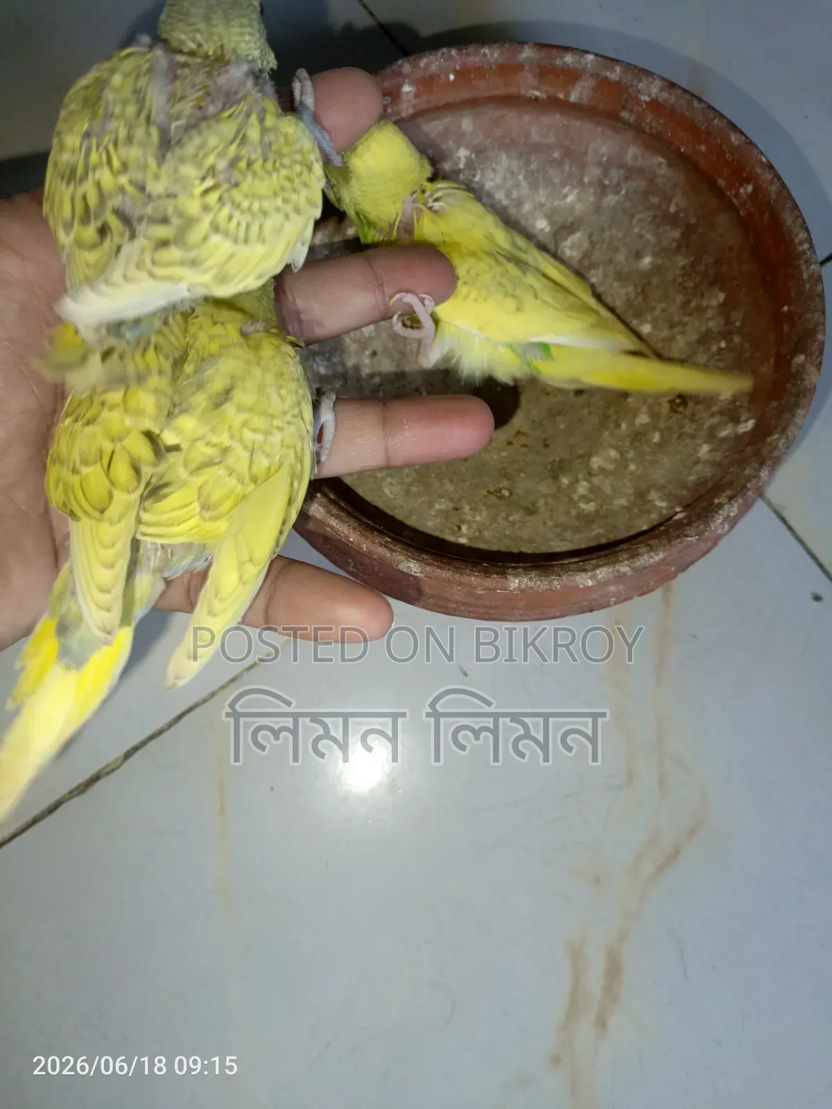 Tame Size Budgie Baby for Sale