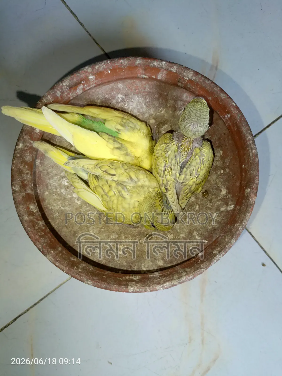 Tame Size Budgie Baby for Sale