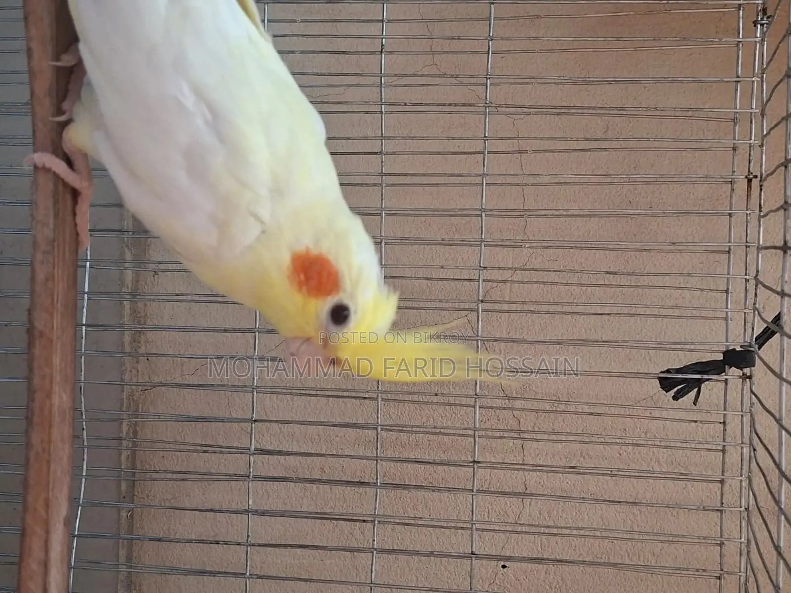 2 Cockatiel birds for sale
