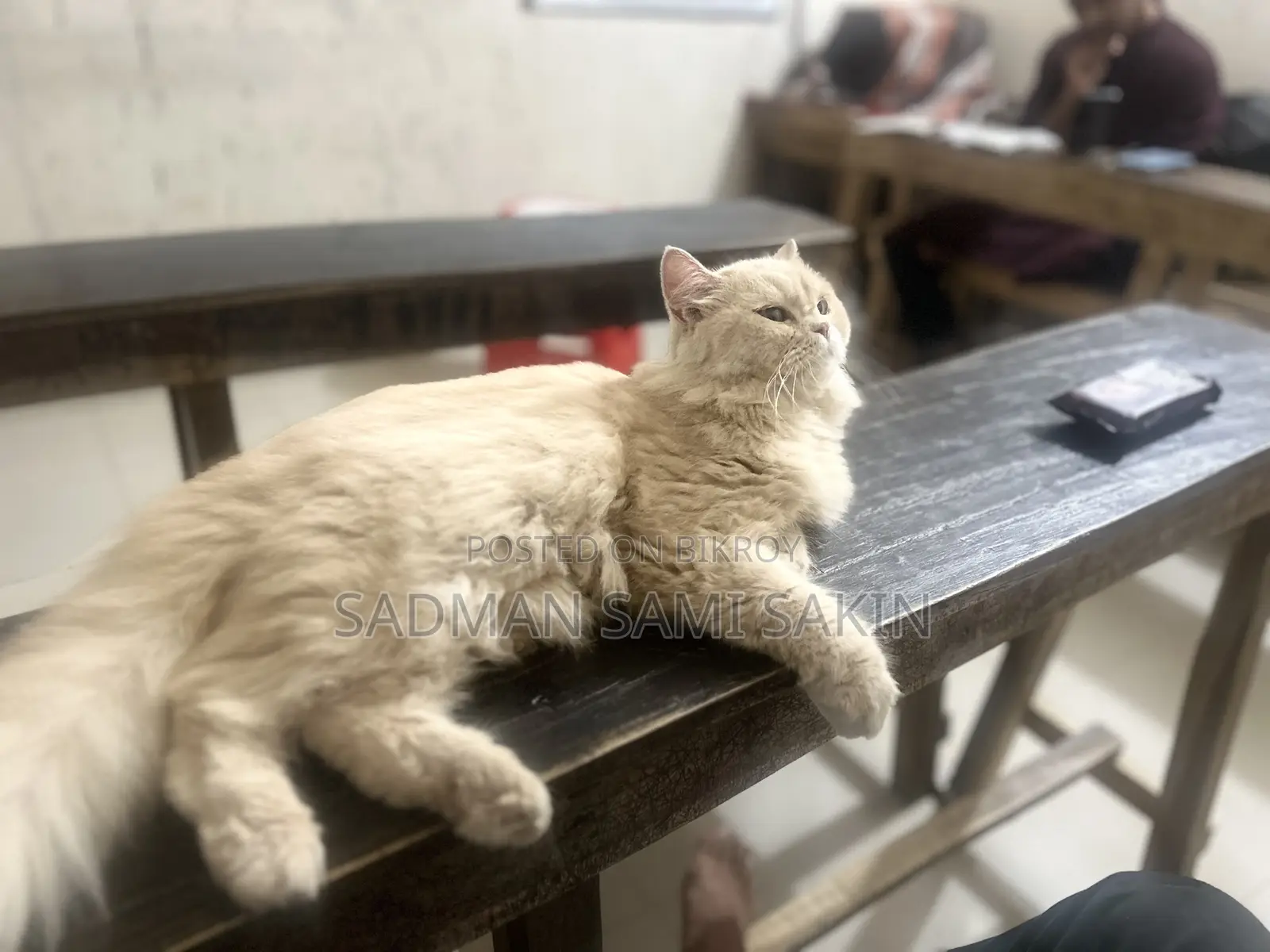 6-12 Months Female Purebred Persian