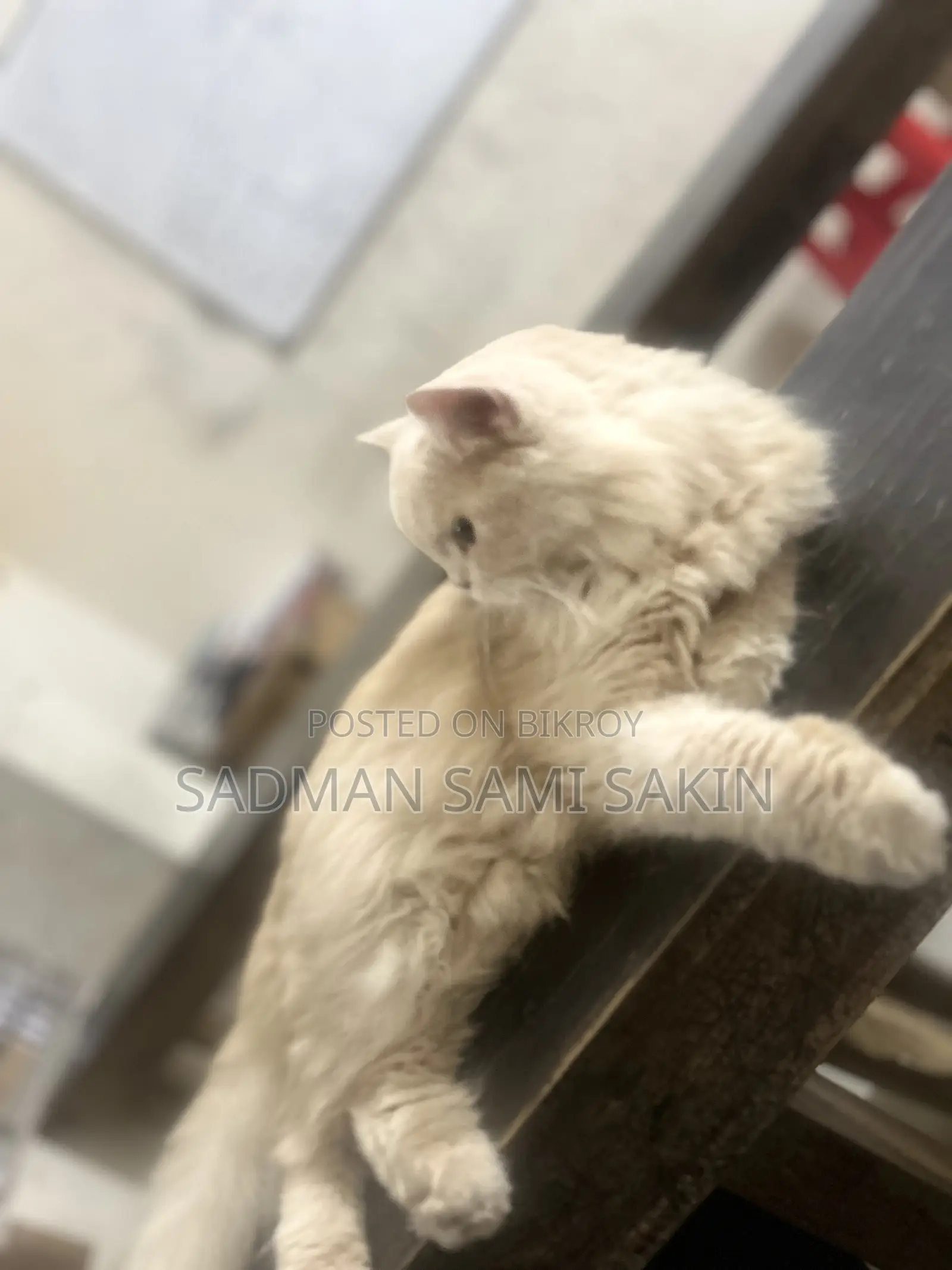6-12 Months Female Purebred Persian