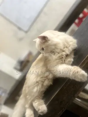 6-12 Months Female Purebred Persian