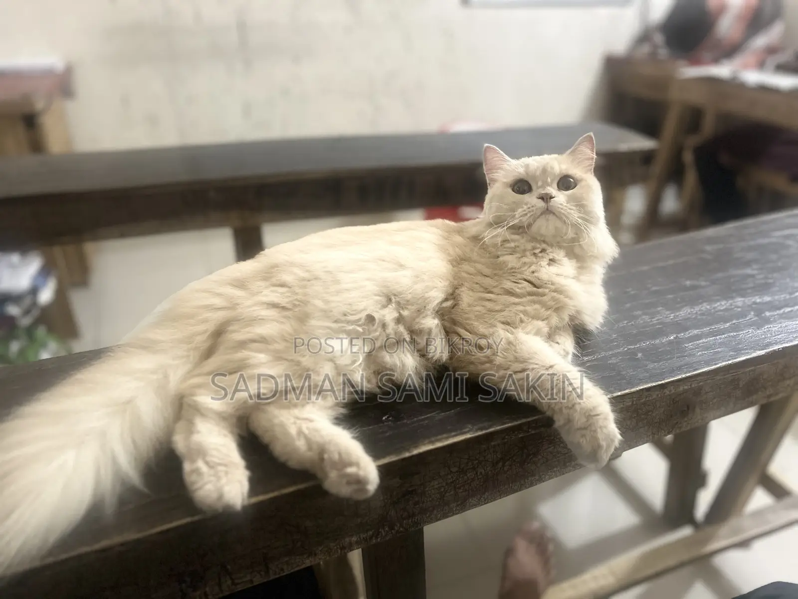 6-12 Months Female Purebred Persian