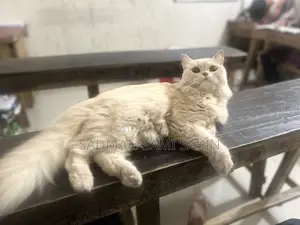 6-12 Months Female Purebred Persian