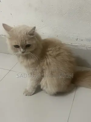 6-12 Months Female Purebred Persian