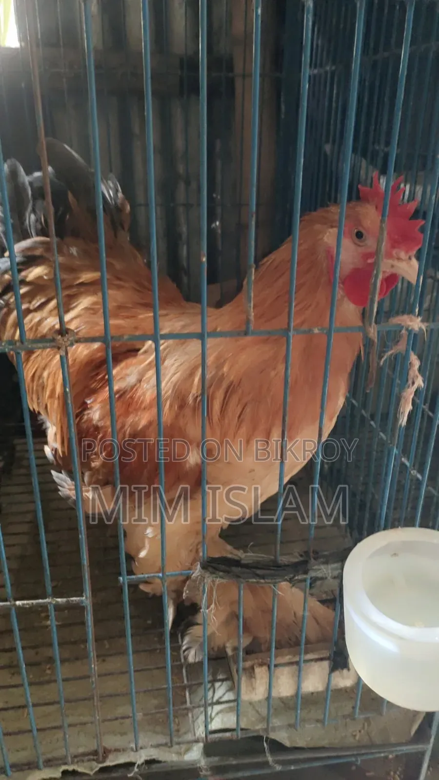 Original Buff Brahma for sale.