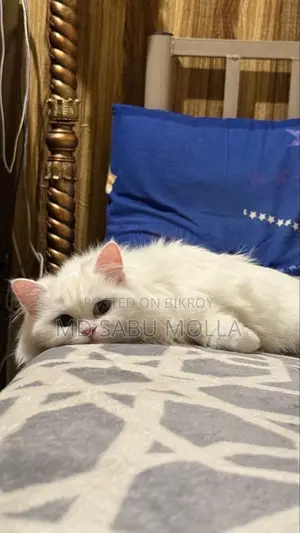 1+ Year Male Purebred Persian