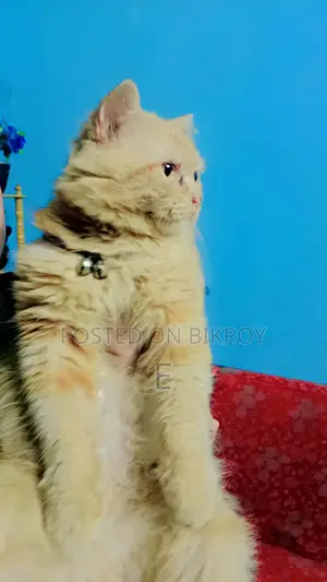 6-12 Months Male Purebred Persian