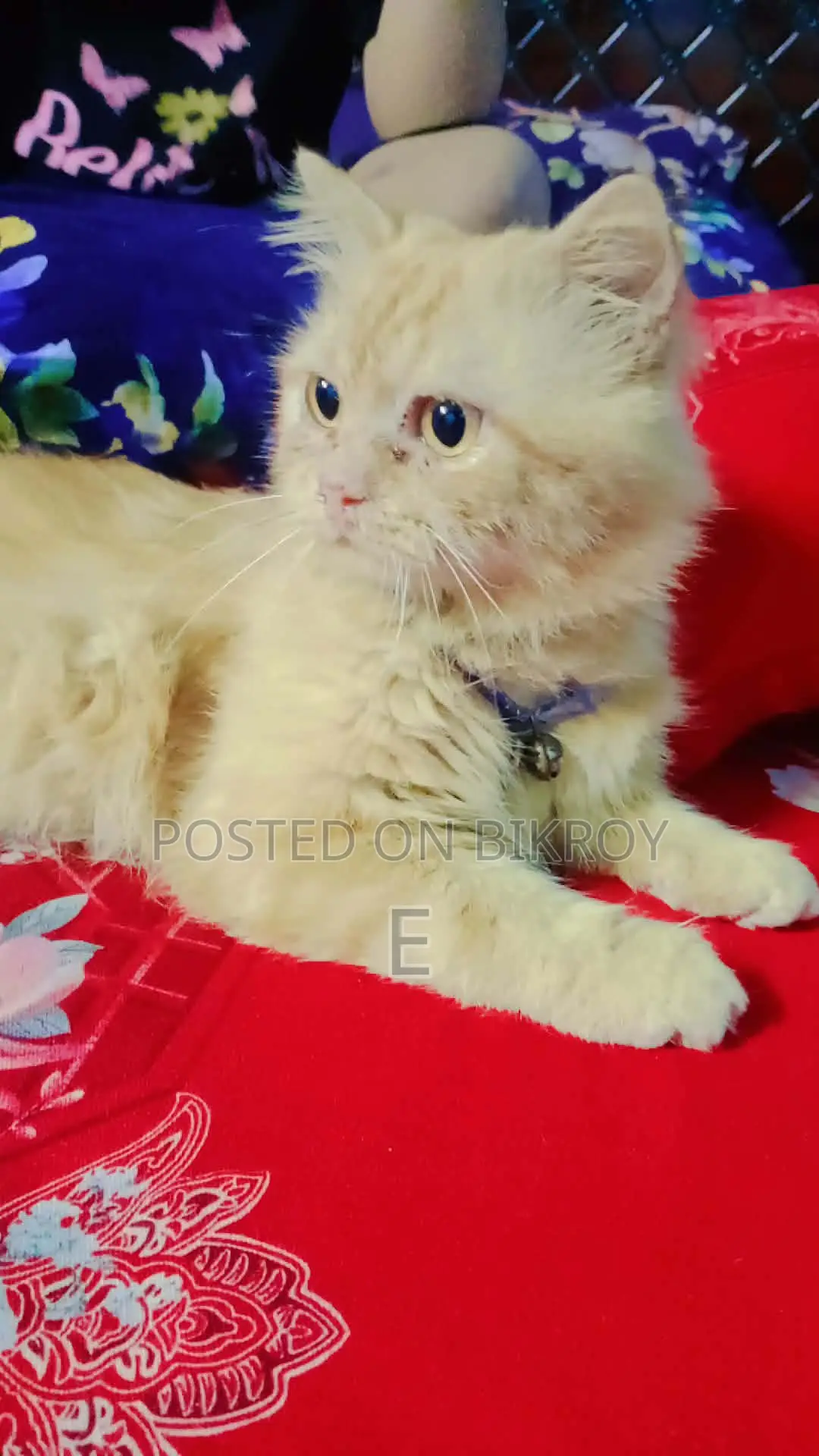 6-12 Months Male Purebred Persian