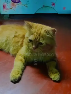 6-12 Months Male Purebred Persian