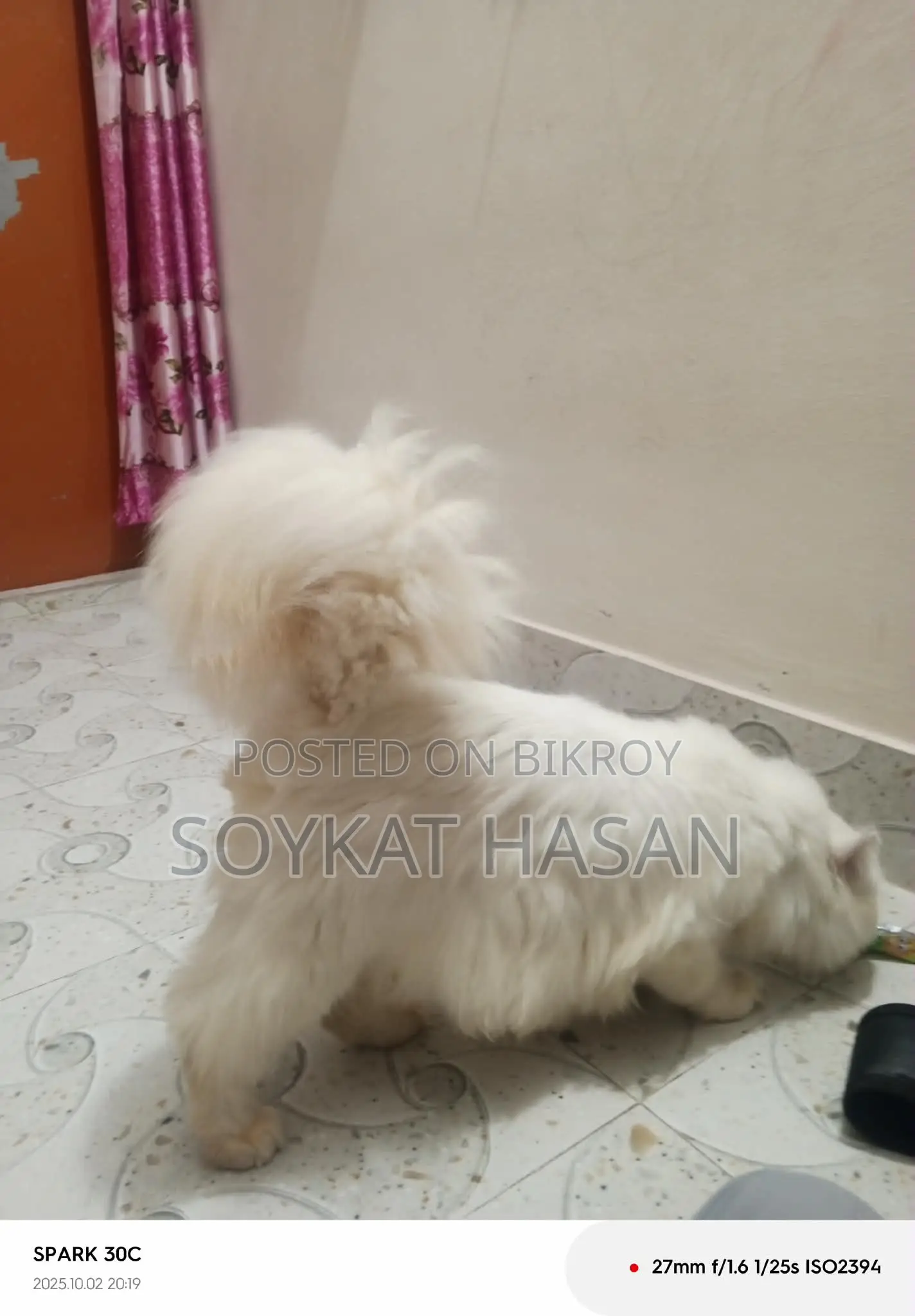 1+ Year Male Purebred Persian