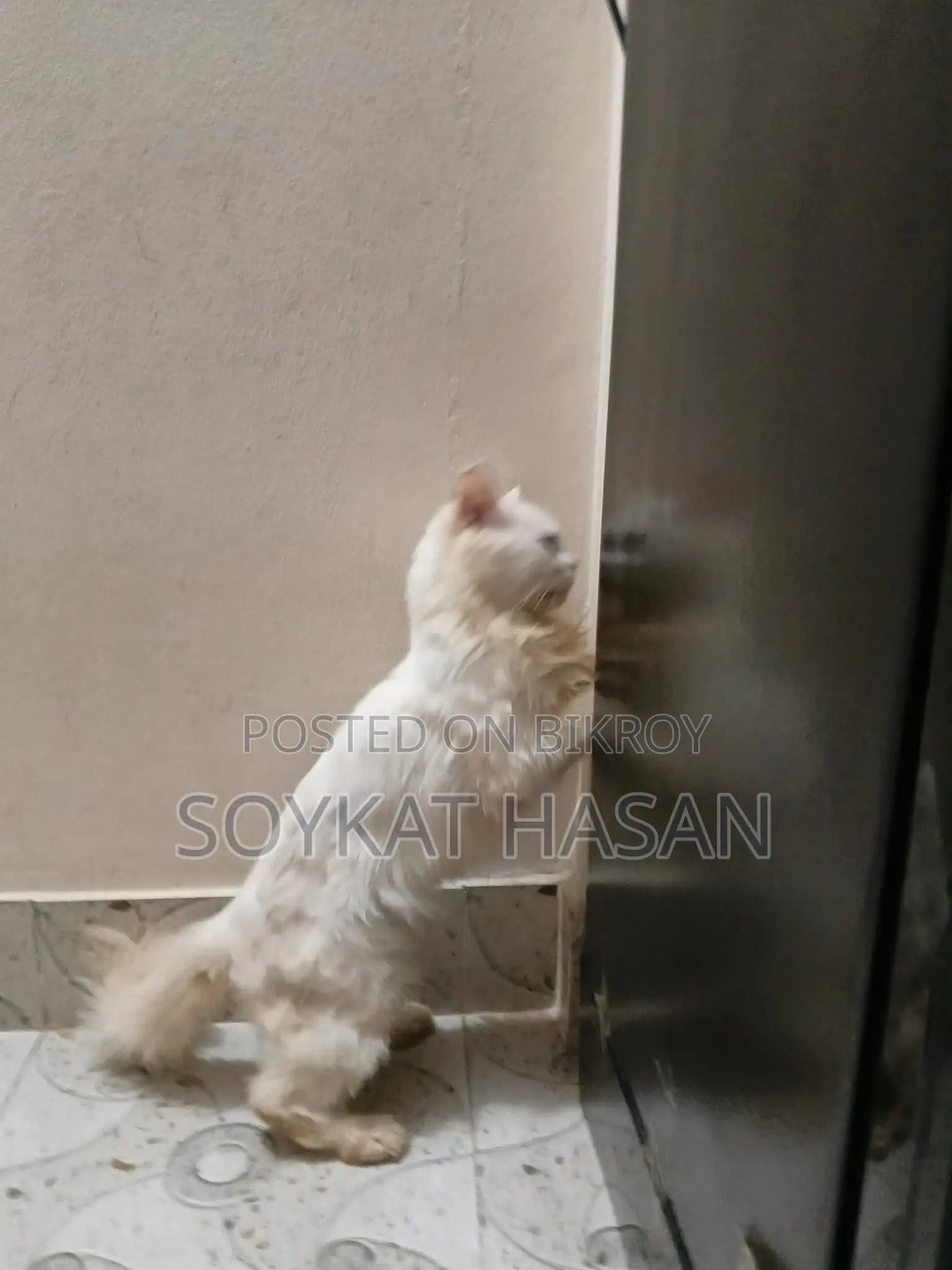 1+ Year Male Purebred Persian