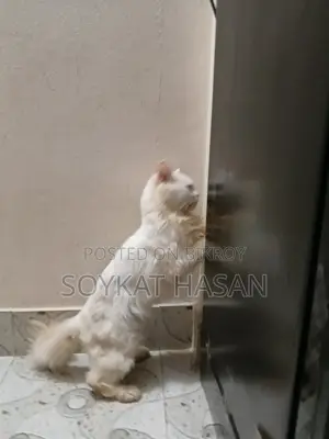 1+ Year Male Purebred Persian