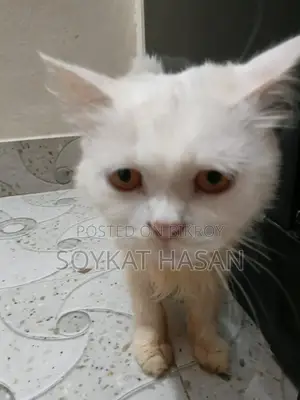 1+ Year Male Purebred Persian