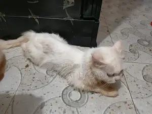 1+ Year Male Purebred Persian