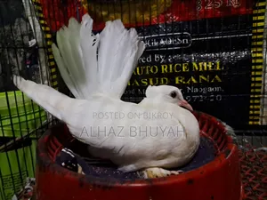 Lakha Pigeon Chick