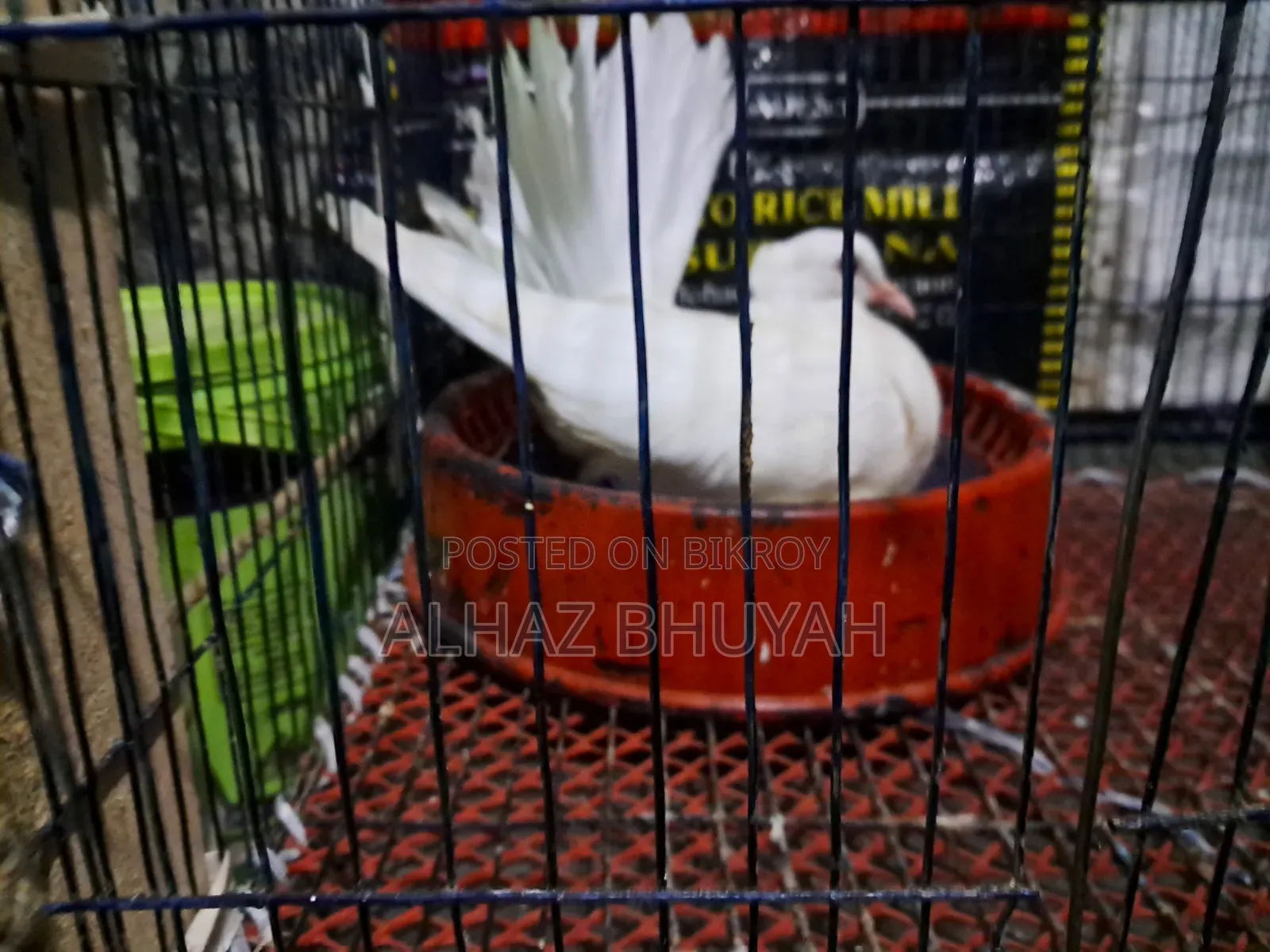 Lakha Pigeon Chick