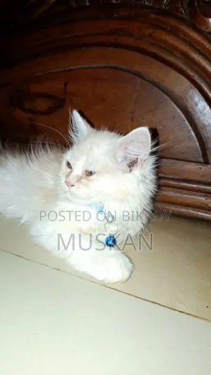 ৩-৬ মাস বয়সী স্ত্রী বিশুদ্ধ পার্সিয়ান বিড়াল