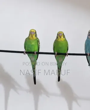 Half-Tamed Green Budgerigar Pair - Age 4 Months