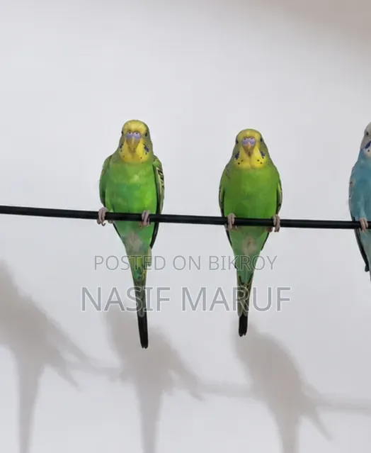 Half-Tamed Green Budgerigar Pair - Age 4 Months