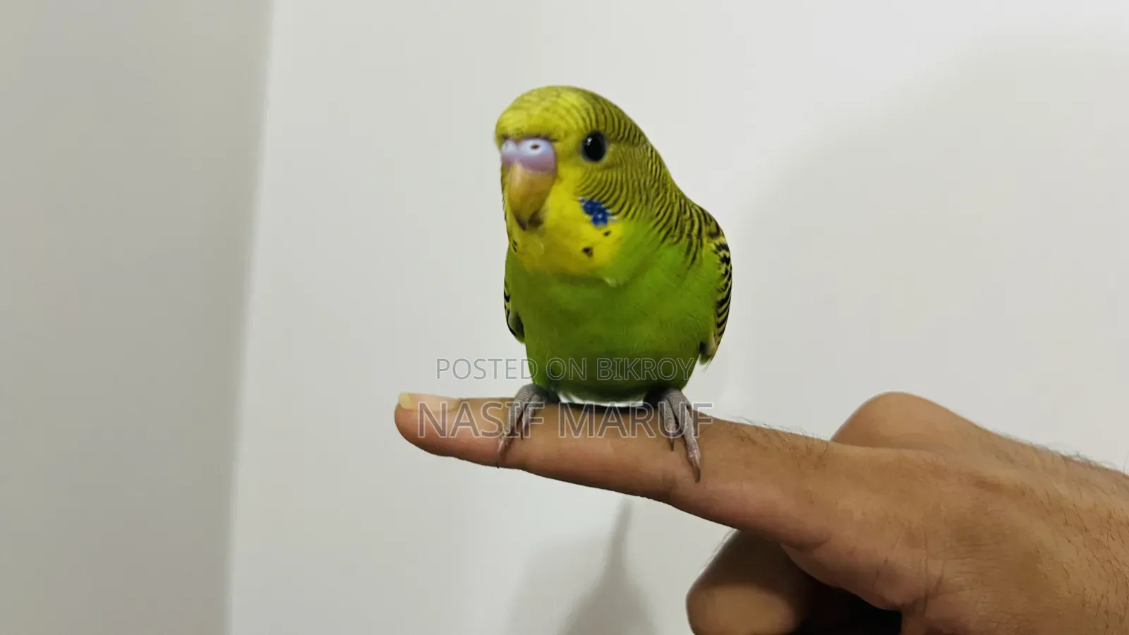 Half-Tamed Green Budgerigar Pair - Age 4 Months