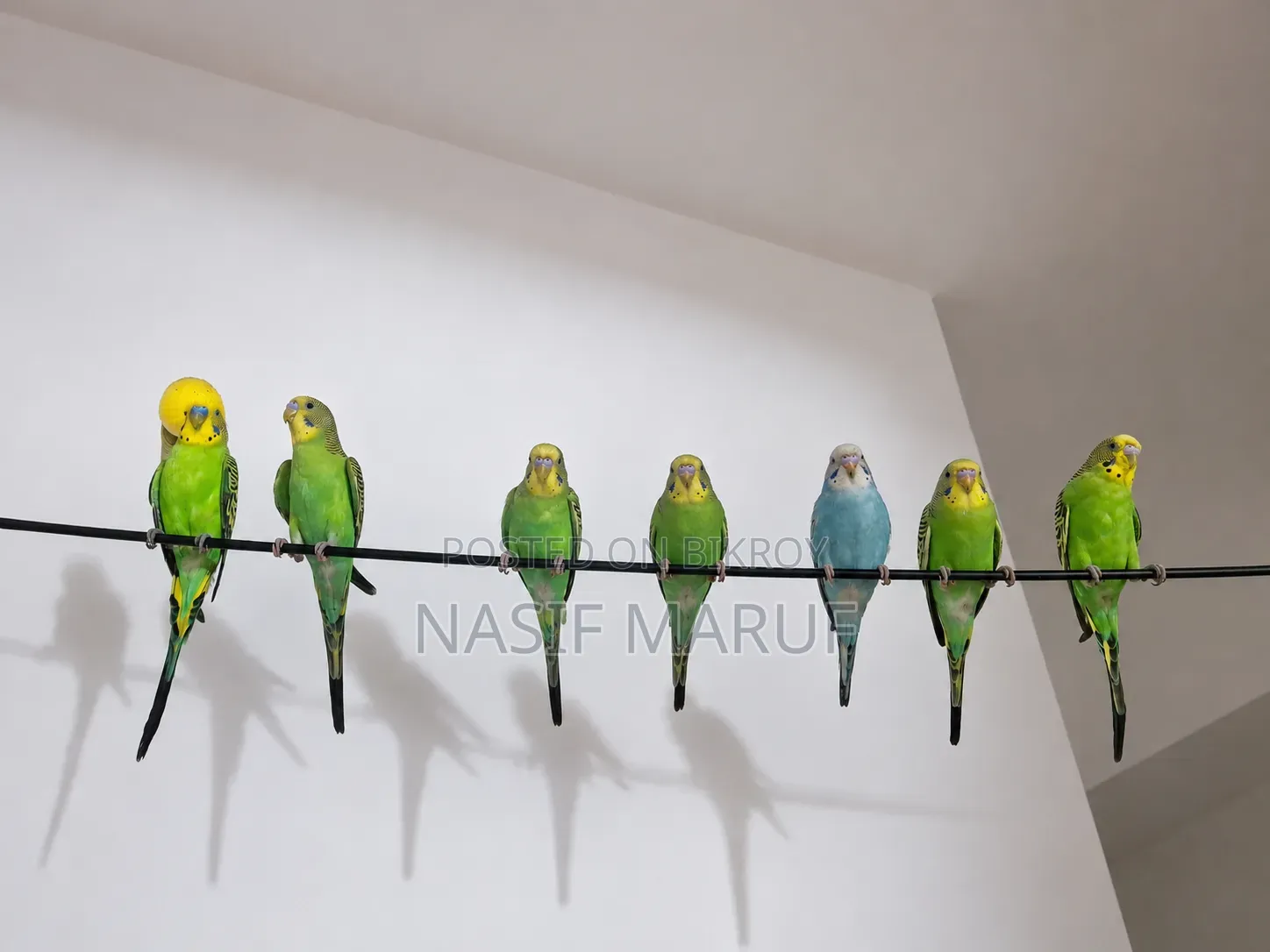 Half-Tamed Green Budgerigar Pair - Age 4 Months
