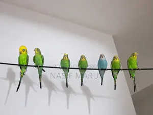 Half-Tamed Green Budgerigar Pair - Age 4 Months