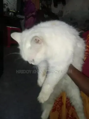 ৩-৬ মাস বয়সী মিক্সড ব্রিড বেঙ্গল বিড়াল