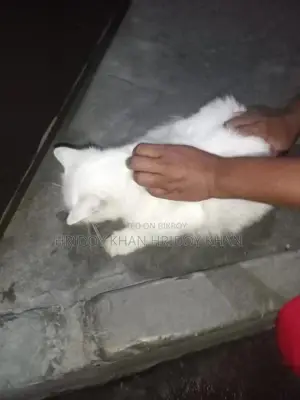 ৩-৬ মাস বয়সী মিক্সড ব্রিড বেঙ্গল বিড়াল
