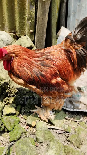 Original Buff Brahma for sale.