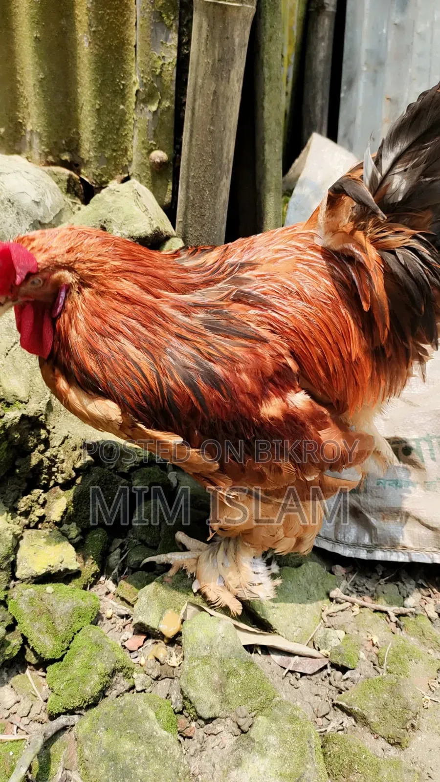 Original Buff Brahma for sale.