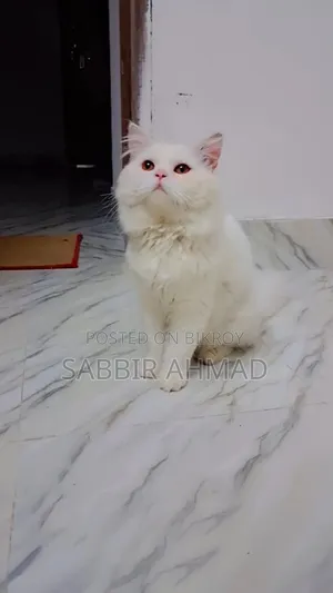 1+ Year Male Purebred Persian
