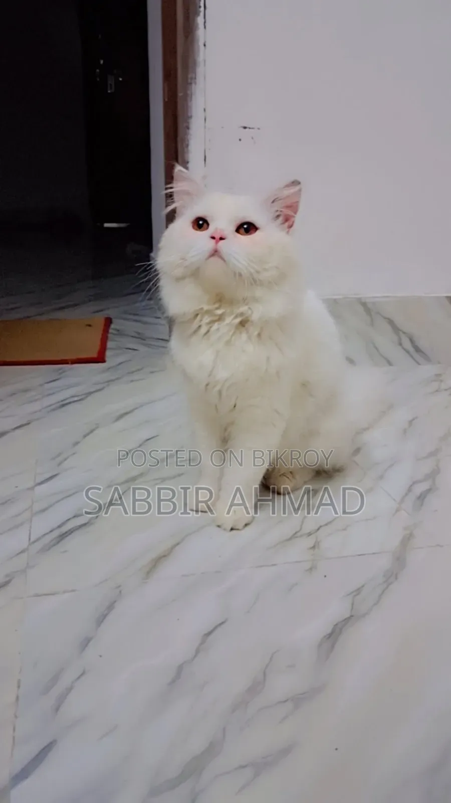 1+ Year Male Purebred Persian