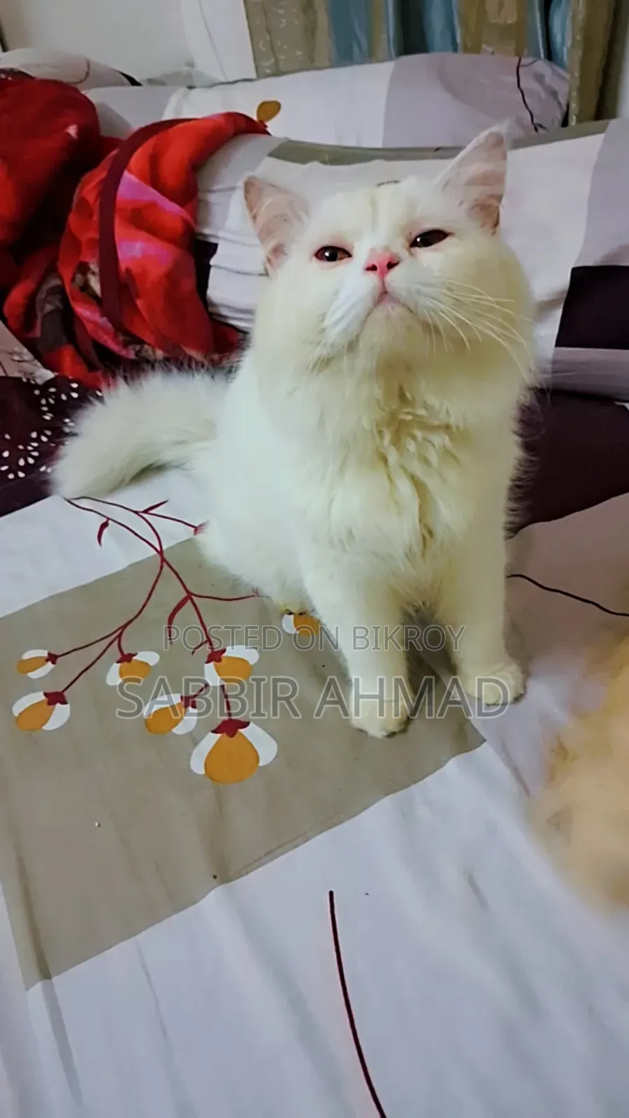 1+ Year Male Purebred Persian