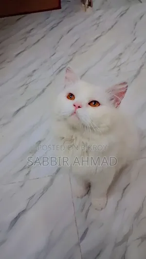 1+ Year Male Purebred Persian
