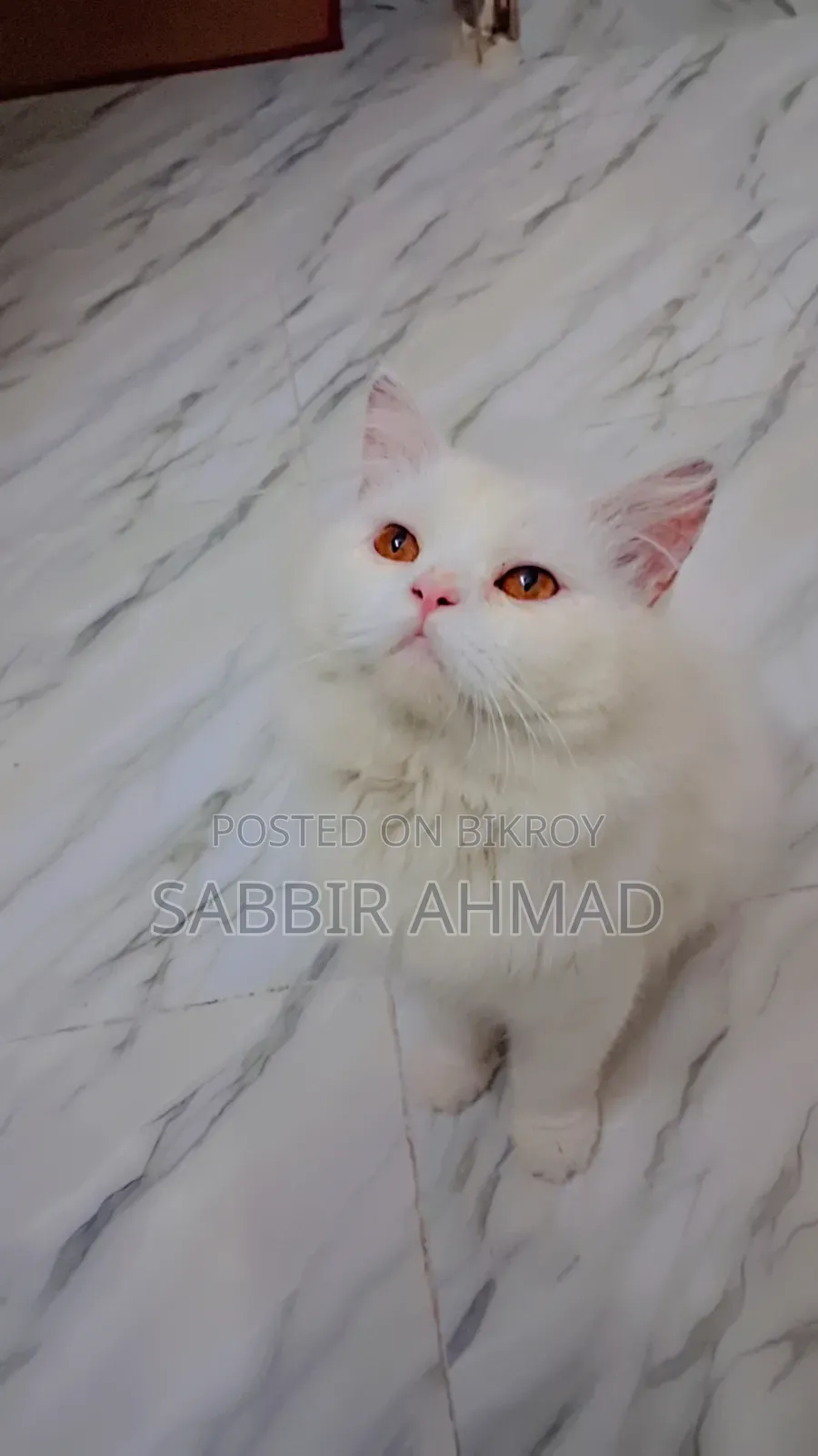 1+ Year Male Purebred Persian