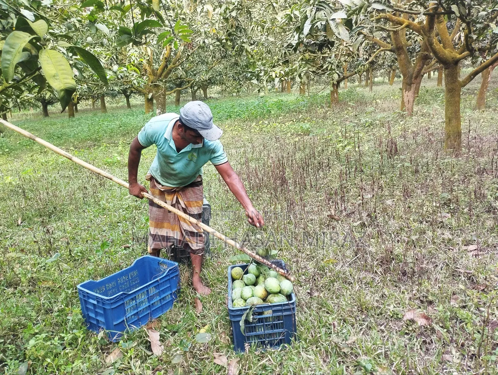 Rangpur's Famous Haribhanga Mango