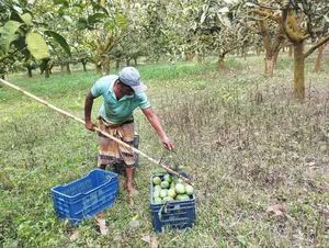 Rangpur's Famous Haribhanga Mango