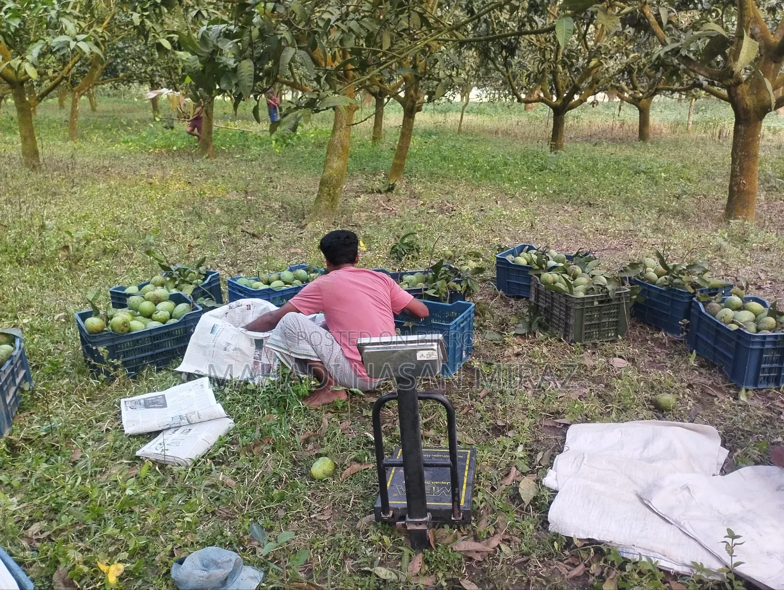 Rangpur's Famous Haribhanga Mango