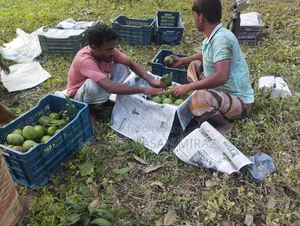 Rangpur's Famous Haribhanga Mango
