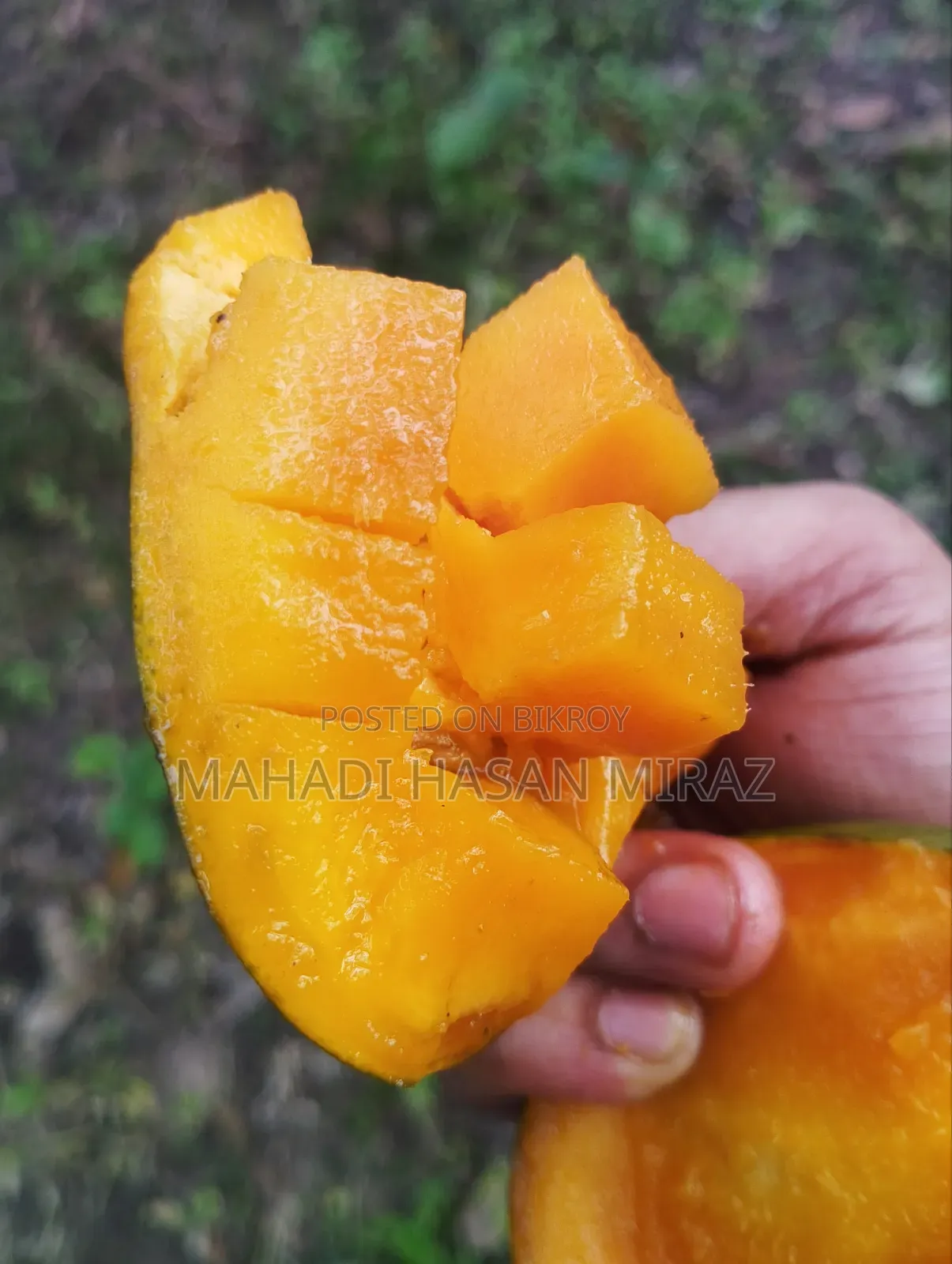 Rangpur's Famous Haribhanga Mango