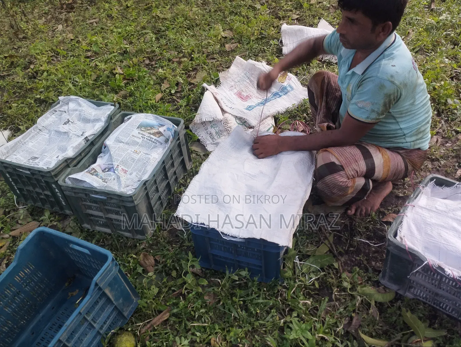 Rangpur's Famous Haribhanga Mango