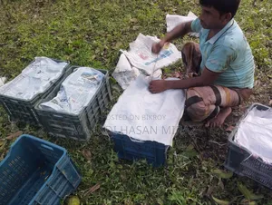 Rangpur's Famous Haribhanga Mango