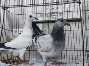 A pair of Grizzle babies for sale.