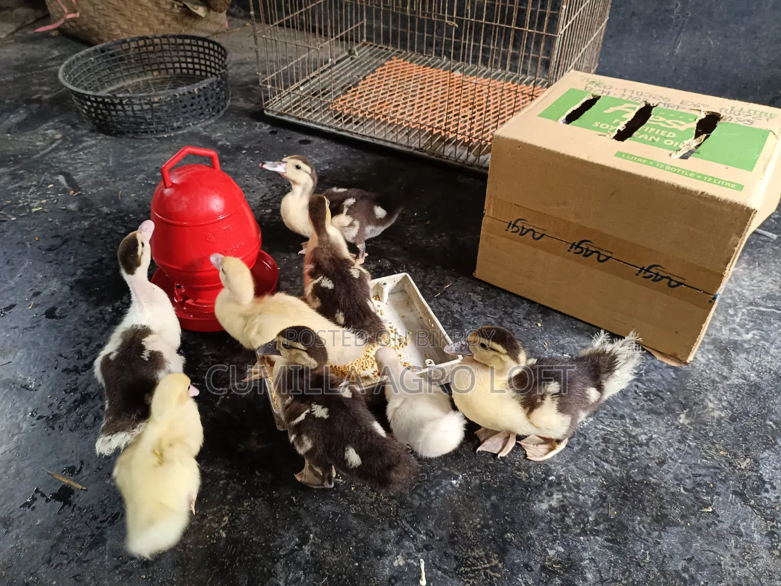 Muscoby China Duck Baby