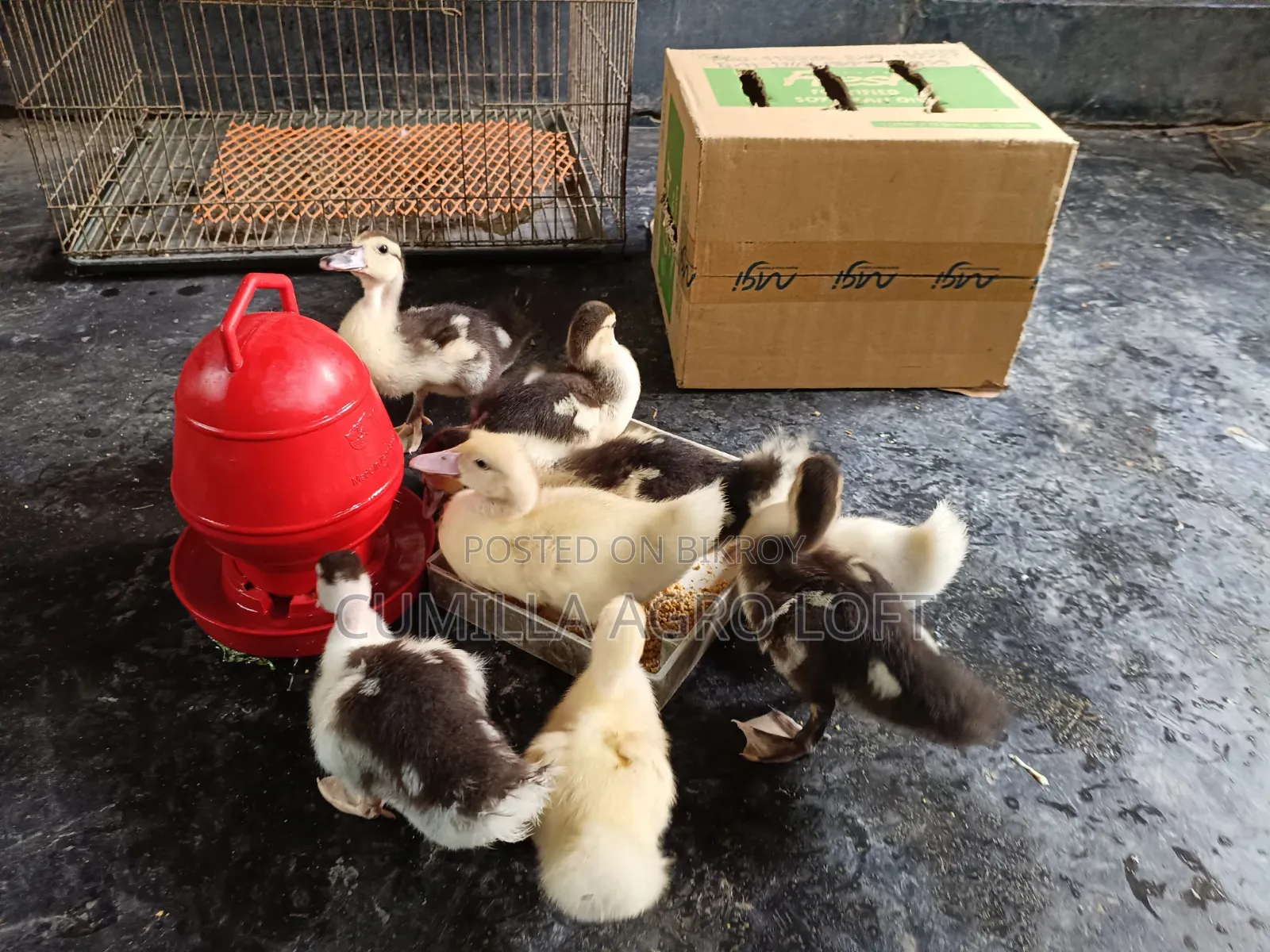 Muscoby China Duck Baby