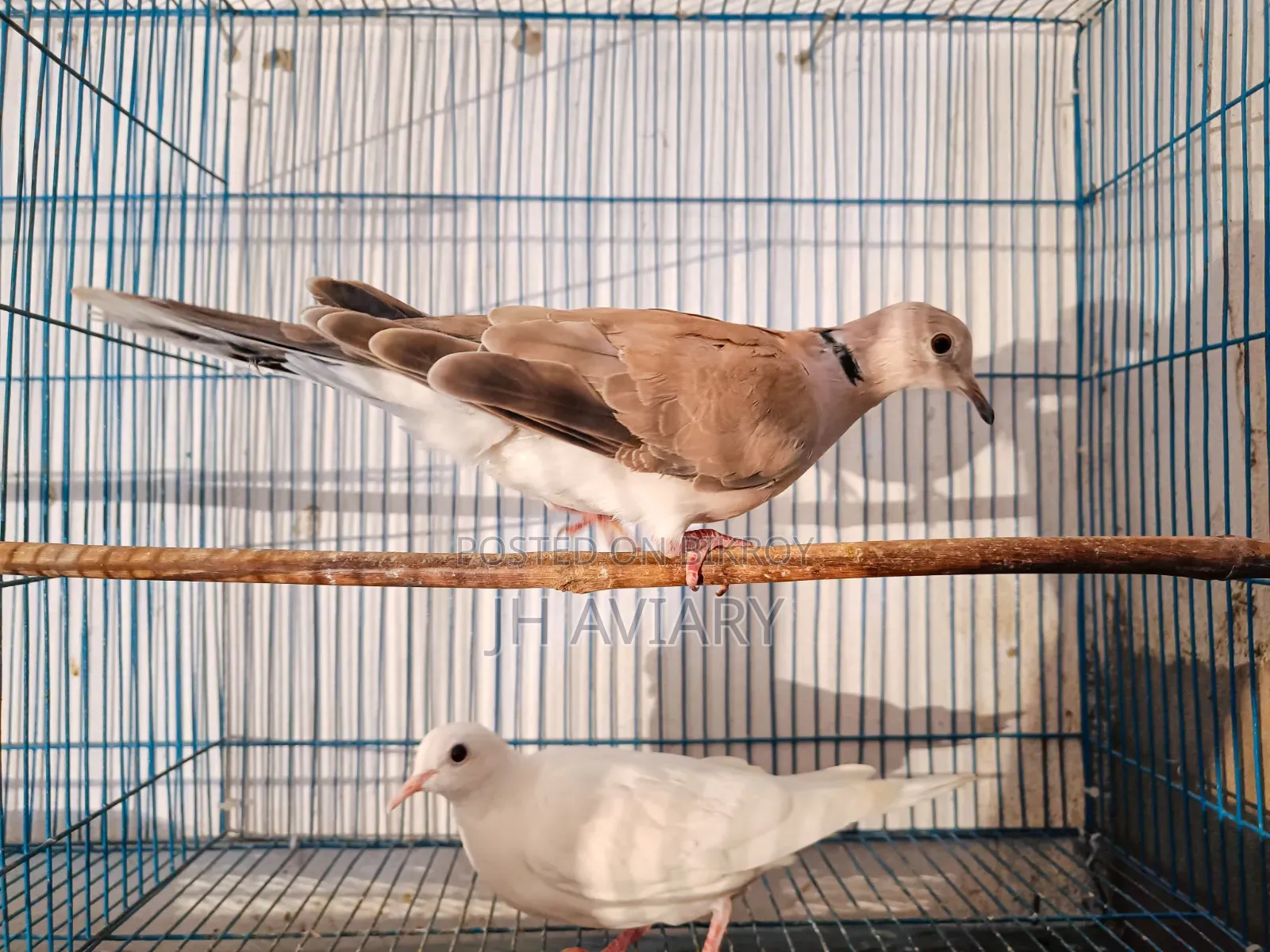 Running Australian Dove