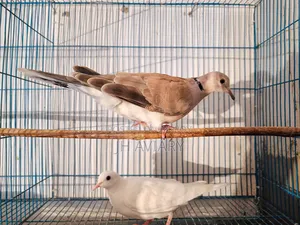 Running Australian Dove