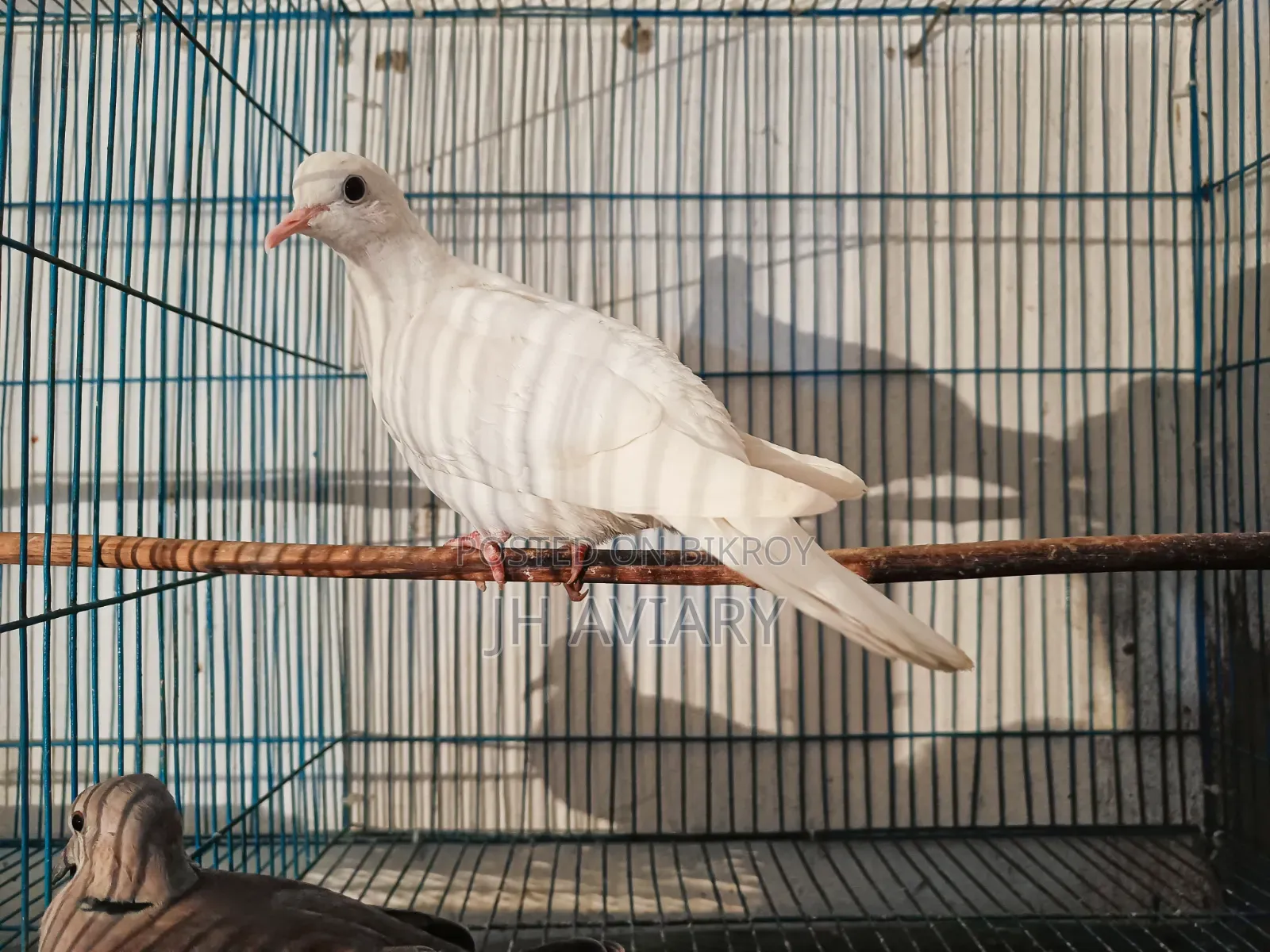 Running Australian Dove