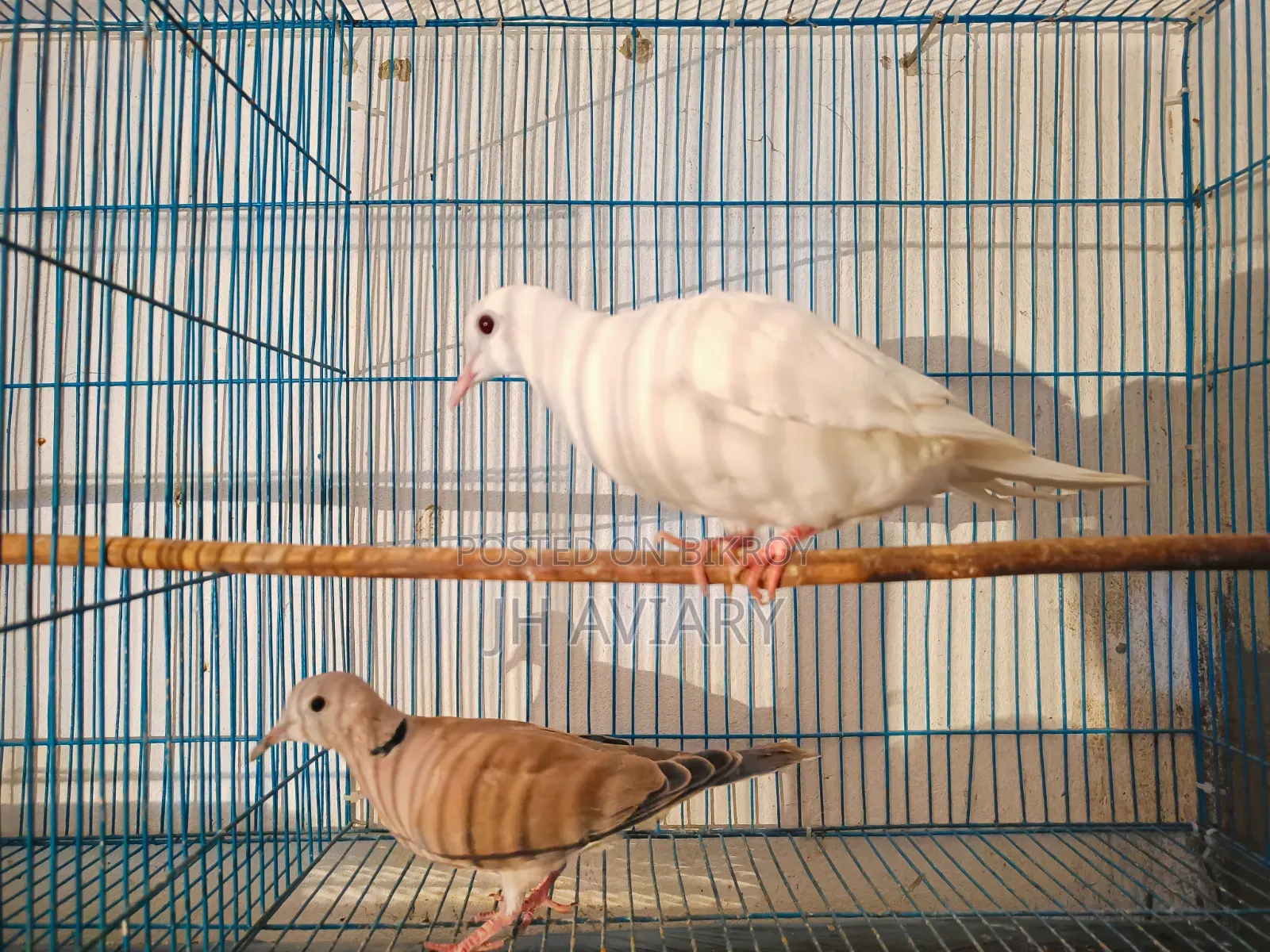 Running Australian Dove